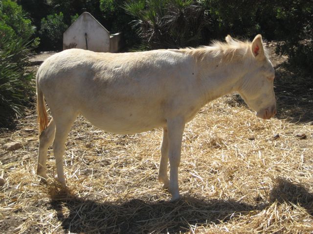 L'asinello albino chiuso nel recinto, aspetta le coccole dai turisti!